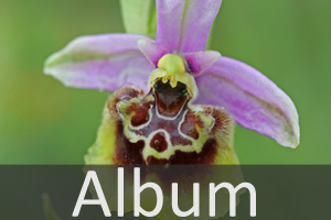 Samenpflanzen (Spermatophytina)